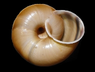 Tabella Chilostoma cingulatum (studer, 1820 )